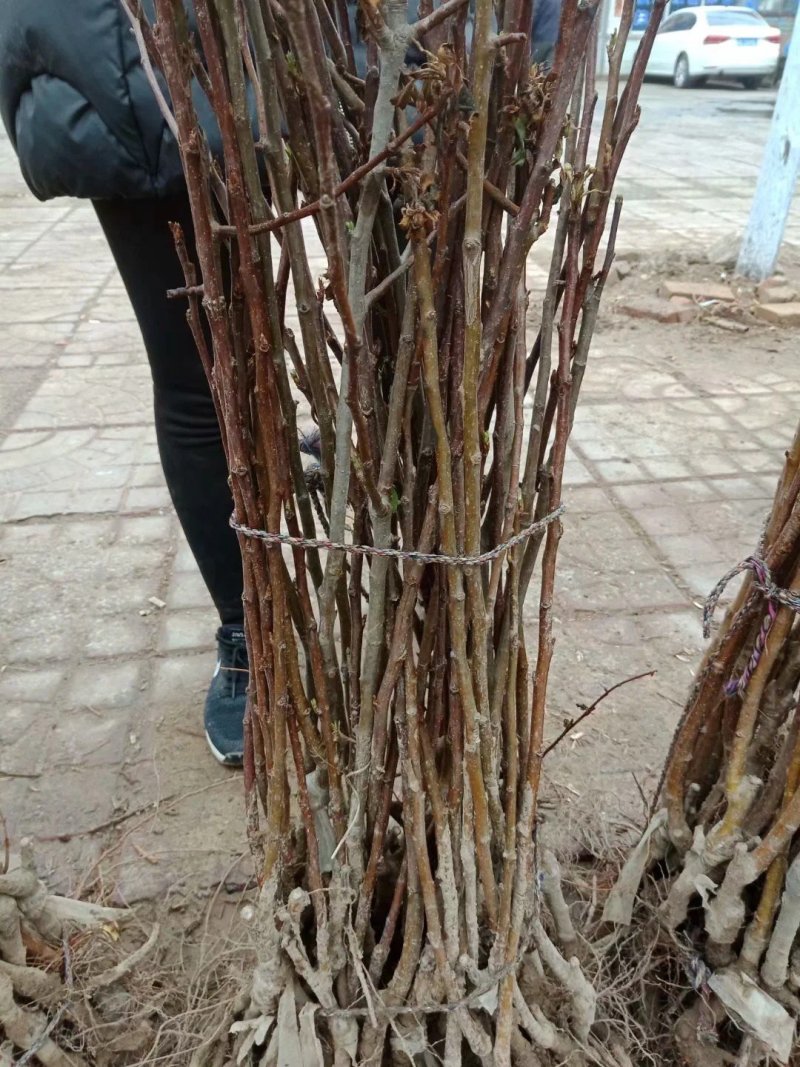 本人出售各种规格，海棠树自家园子的价格美丽便宜