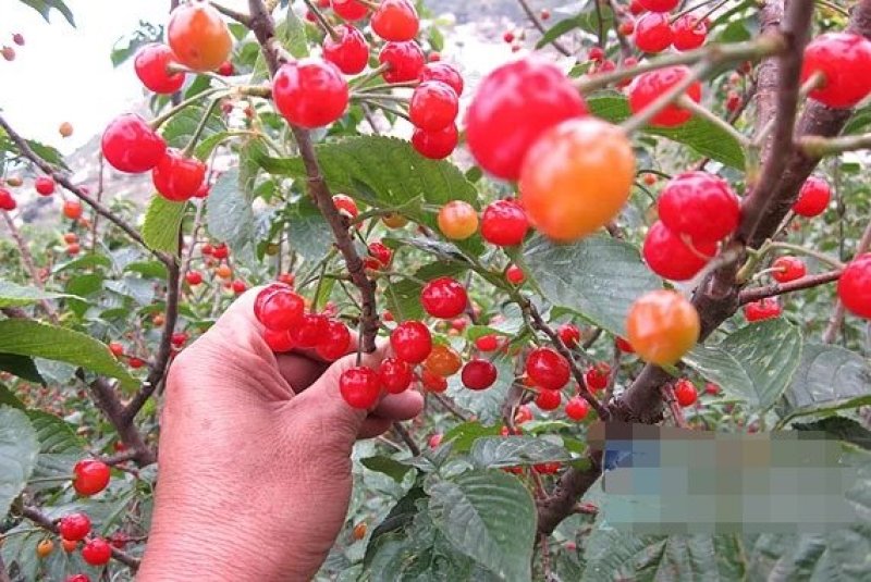 嫁接樱桃，超甜好吃，当年挂果，