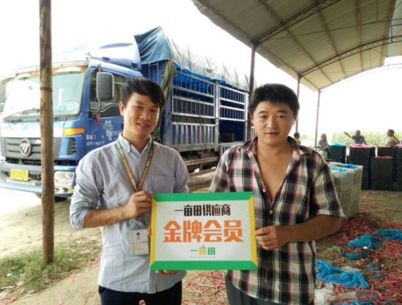 【推荐】山东圆茄子苗包纯正苗场直供免费提供技术指导