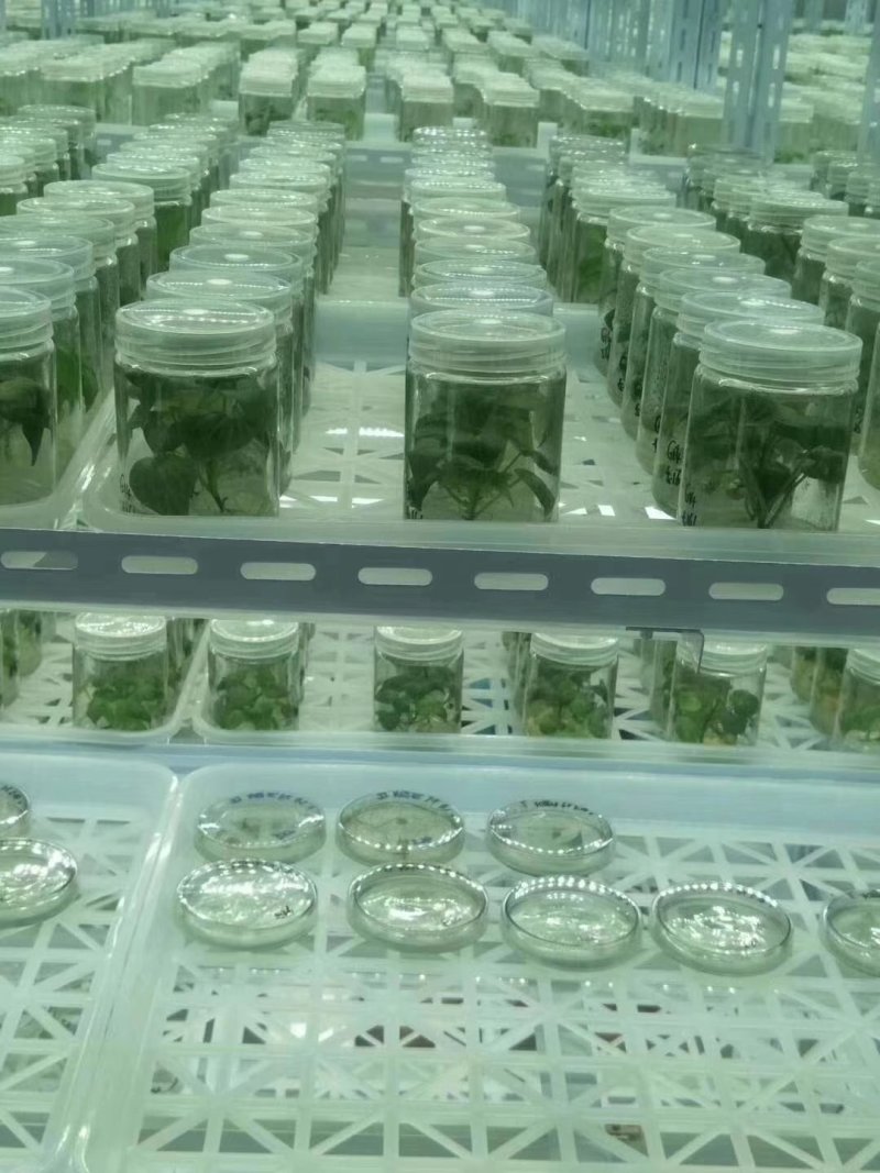 苏薯苗苏薯红薯苗苏薯8号红薯苗苏薯28号高淀粉红薯苗