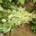 苏薯苗苏薯红薯苗苏薯8号红薯苗苏薯28号高淀粉红薯苗