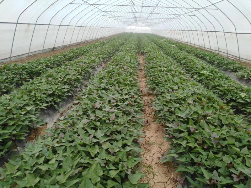 苏薯苗苏薯红薯苗苏薯8号红薯苗苏薯28号高淀粉红薯苗