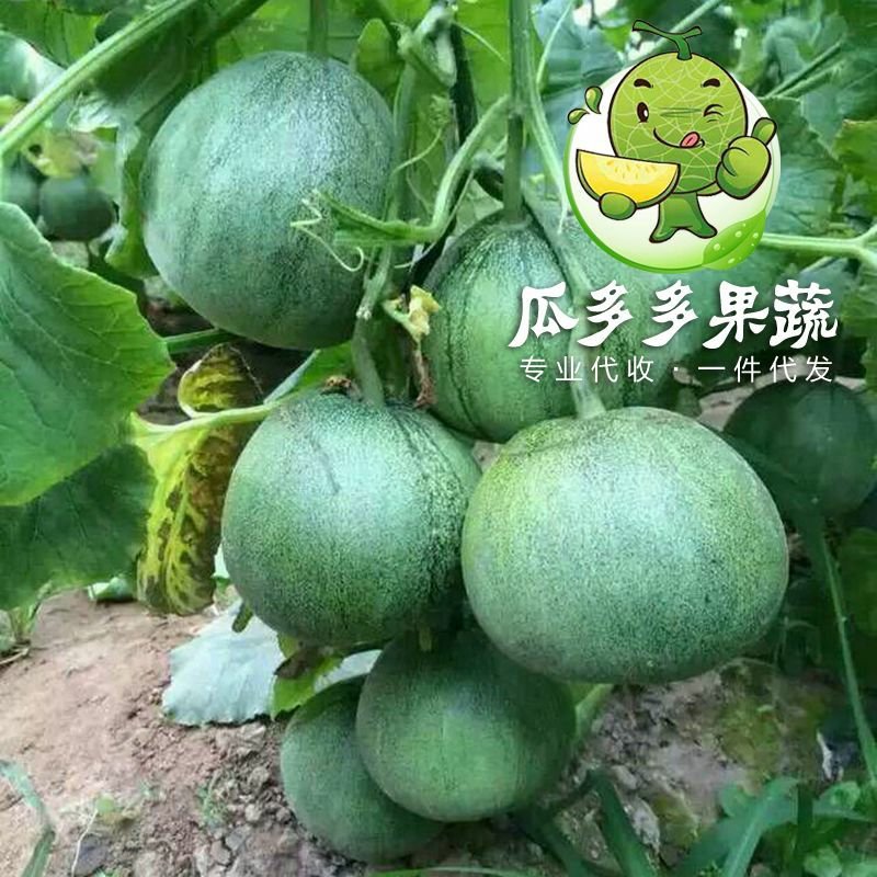 绿宝甜瓜香瓜实力代办对接各大电商平台信誉代收