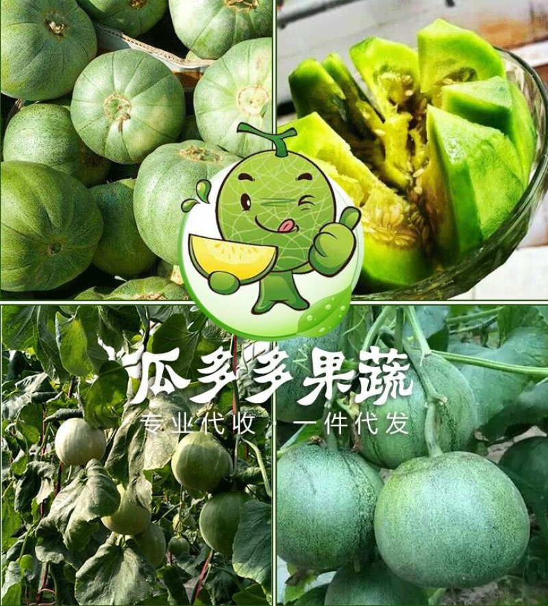 绿宝甜瓜香瓜实力代办对接各大电商平台信誉代收