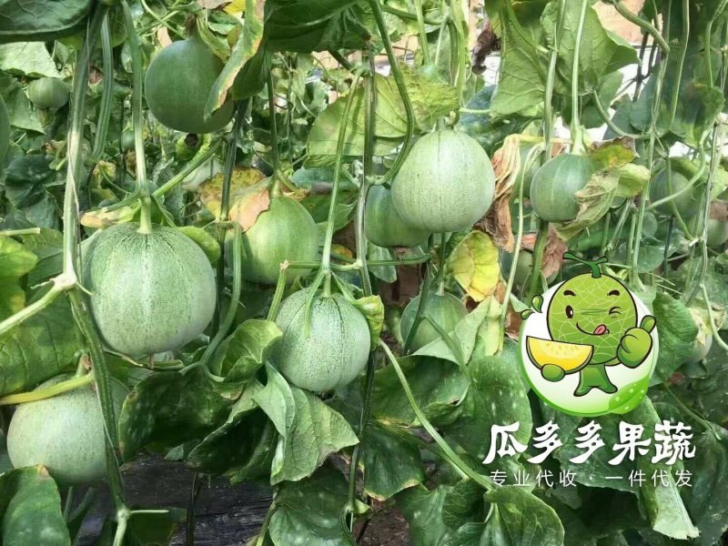 绿宝甜瓜香瓜实力代办对接各大电商平台信誉代收