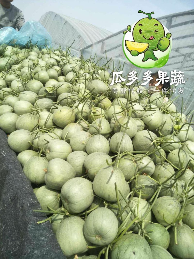 绿宝甜瓜香瓜实力代办对接各大电商平台信誉代收