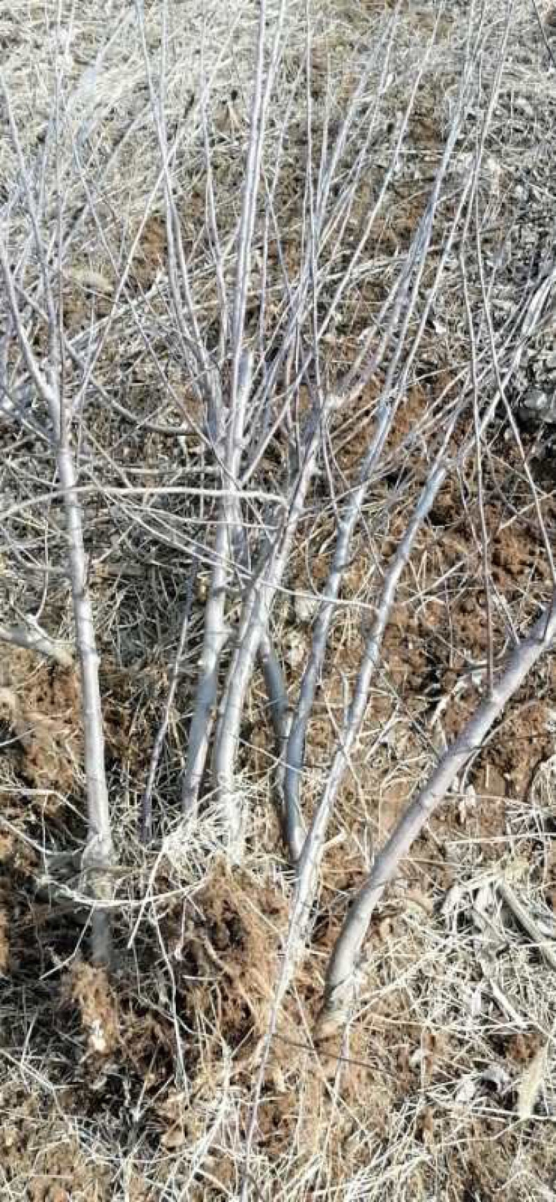 烟富8苹果树苗地径3cm苹果树苗基地**