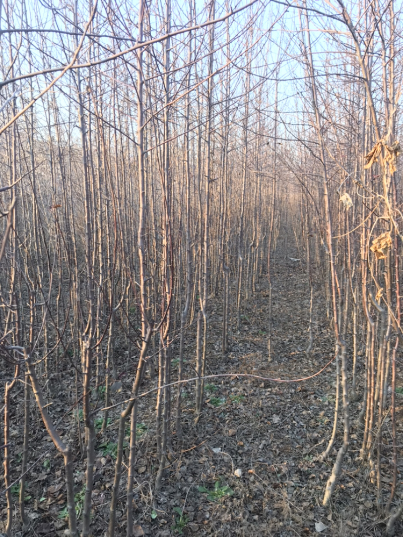 烟富8苹果树苗地径3cm苹果树苗基地**