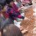 无花果干（煲汤、可干吃）小果适合地摊和电商平台供货
