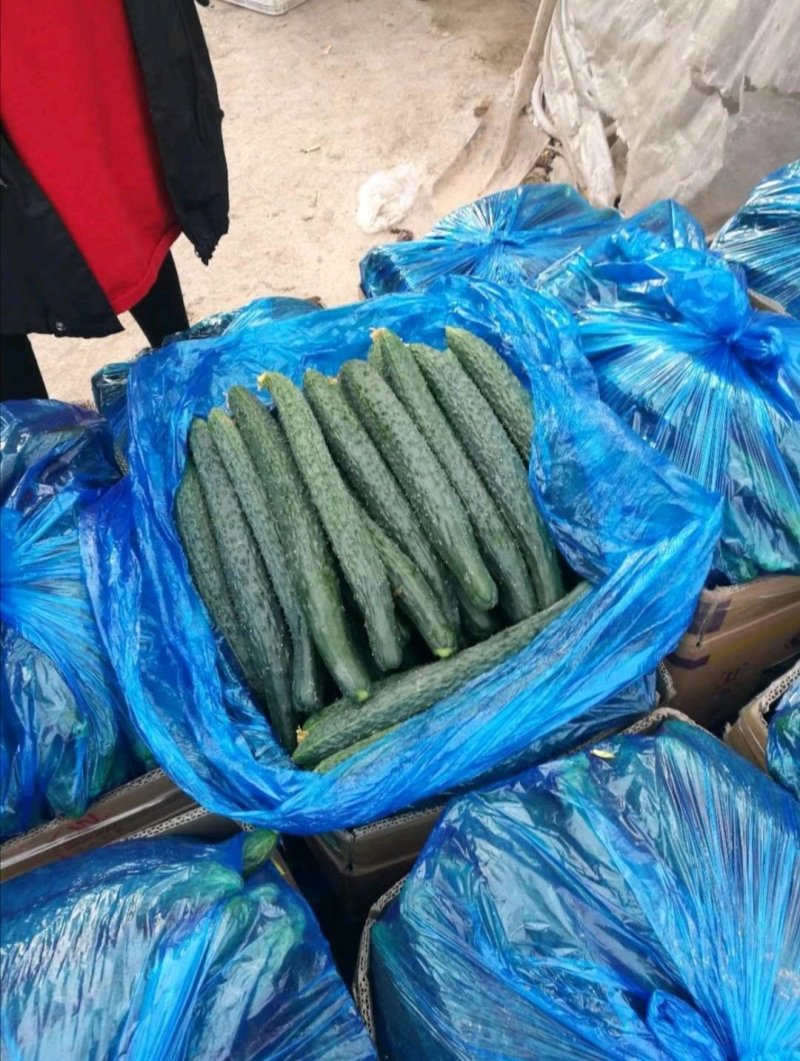 【火爆上市】一手货源，油黄瓜密刺黄瓜，**没有烂瓜，