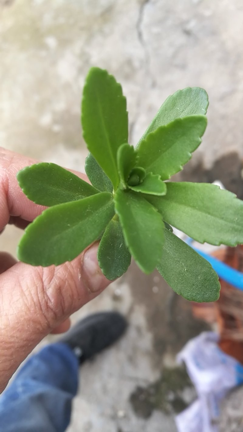 （基地直供）福建宁德中华高钙菜，品质上乘，货源充足，全国