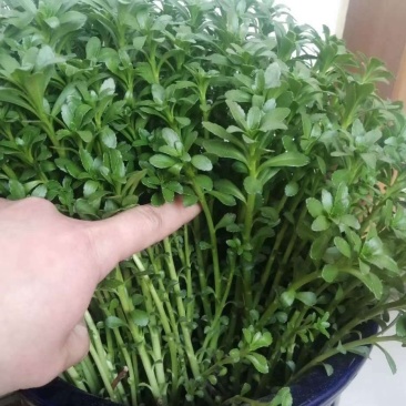 （基地直供）福建宁德中华高钙菜，品质上乘，货源充足，全国