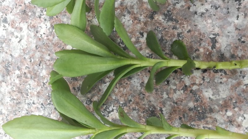 （基地直供）福建宁德中华高钙菜，品质上乘，货源充足，全国