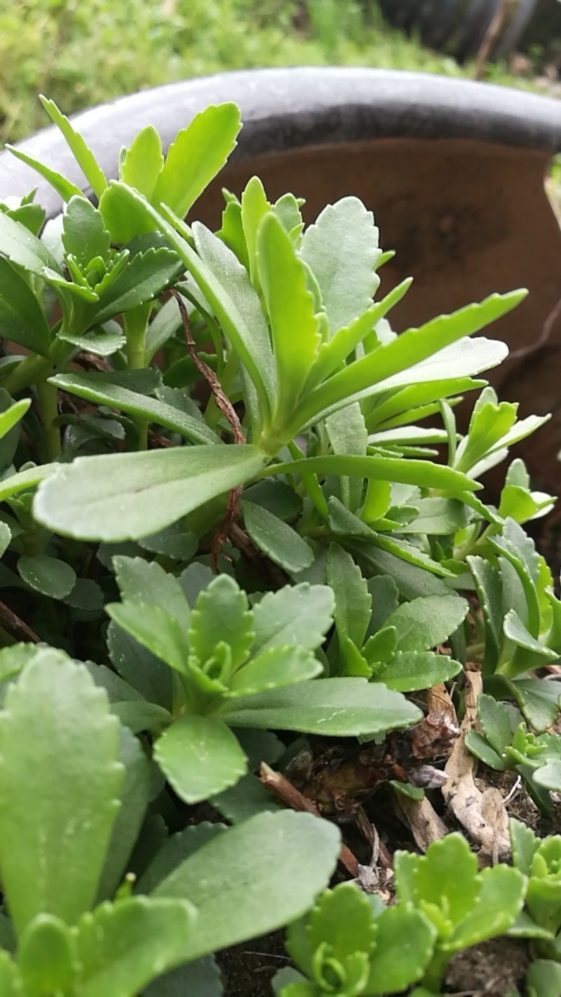 （基地直供）福建宁德中华高钙菜，品质上乘，货源充足，全国