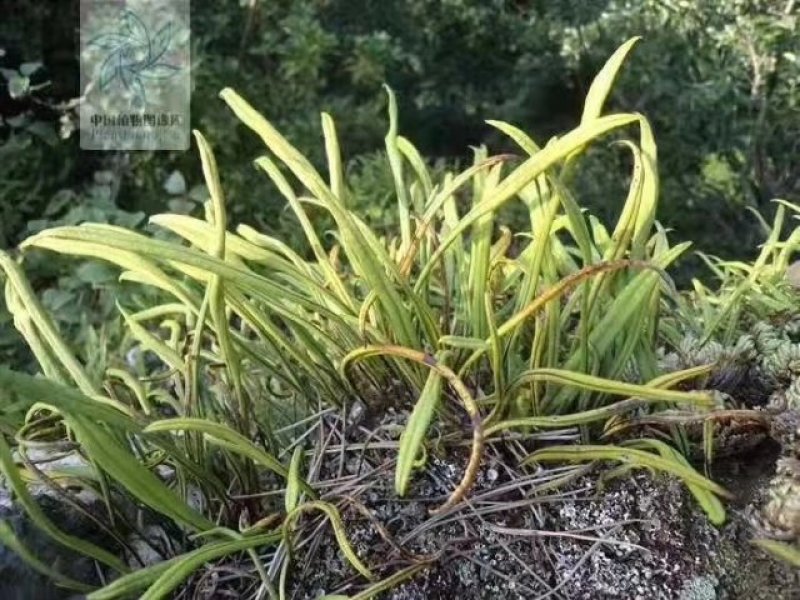 老挝深山林下野生化石草