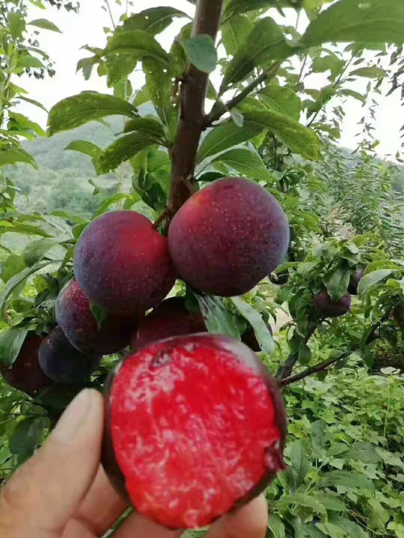西梅苗红西梅，蓝蜜，女神品种齐全、基地**根系发达
