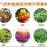 芒果角斑病柑橘溃疡病桃树穿孔病炭疽病疮痂病靓果安