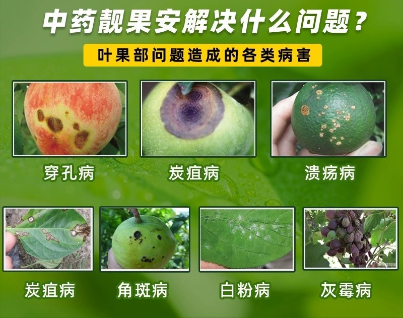 芒果角斑病柑橘溃疡病桃树穿孔病炭疽病疮痂病靓果安