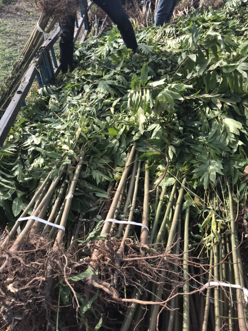 香椿苗红叶香椿苗80cm以上大棚苗基地直供包成活