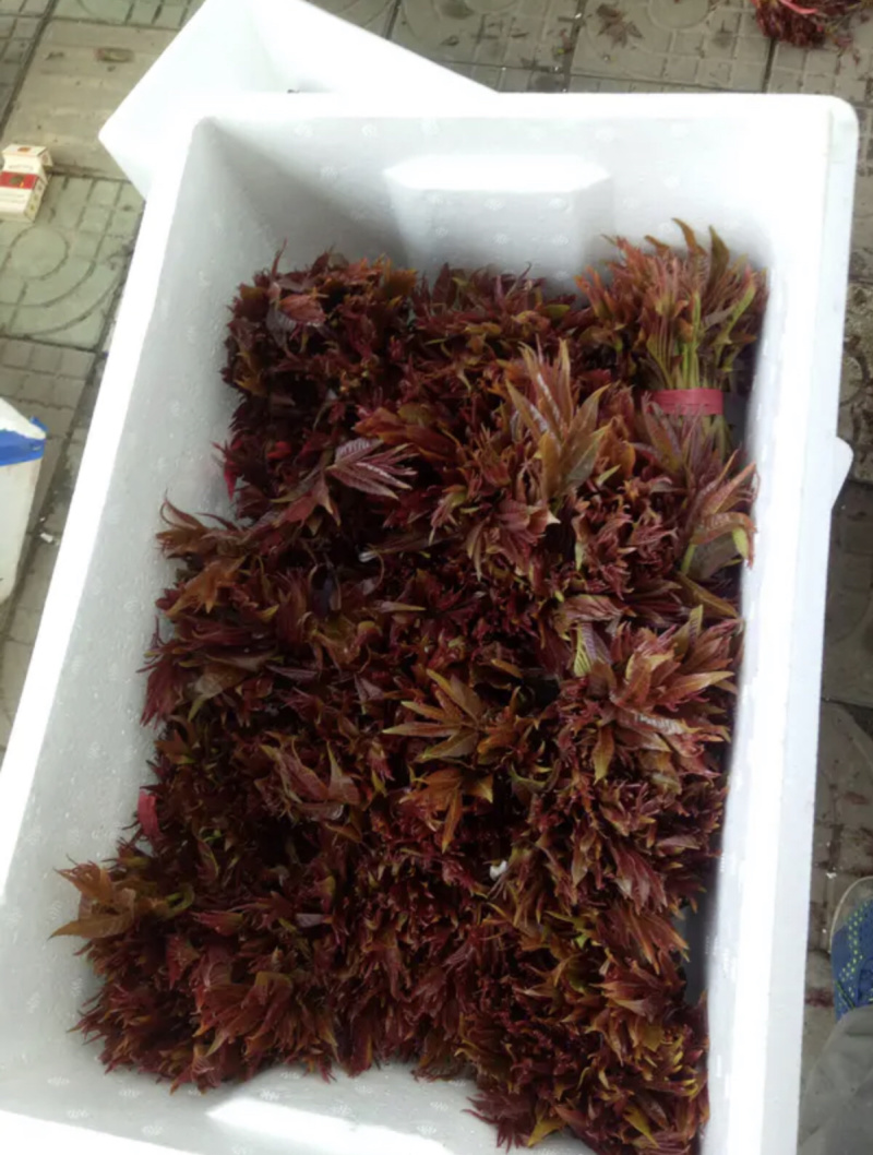 山西香椿芽上市，大棚露天香椿芽，嫩香椿芽，精品货源量大