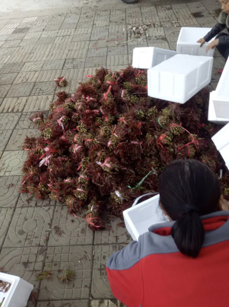 山西香椿芽上市，大棚露天香椿芽，嫩香椿芽，精品货源量大