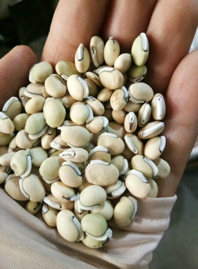 白扁豆国产颗粒饱满无杂质一公斤起发货
