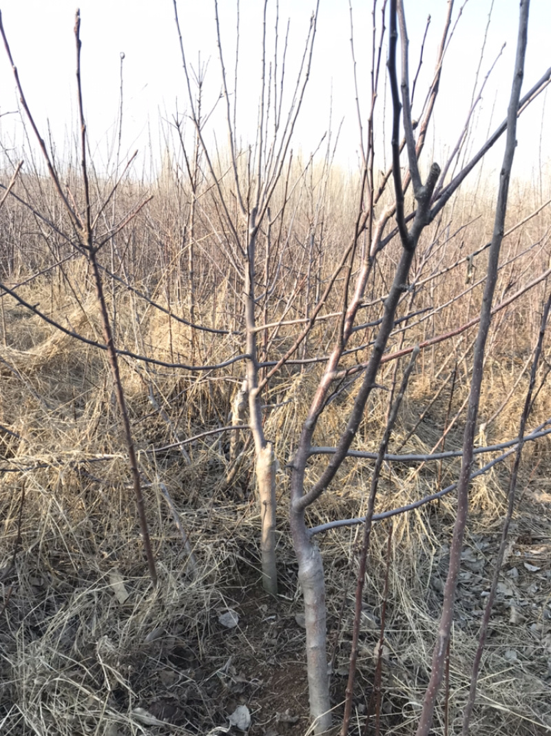 苹果树盆景高度50~80cm树形好根系发达