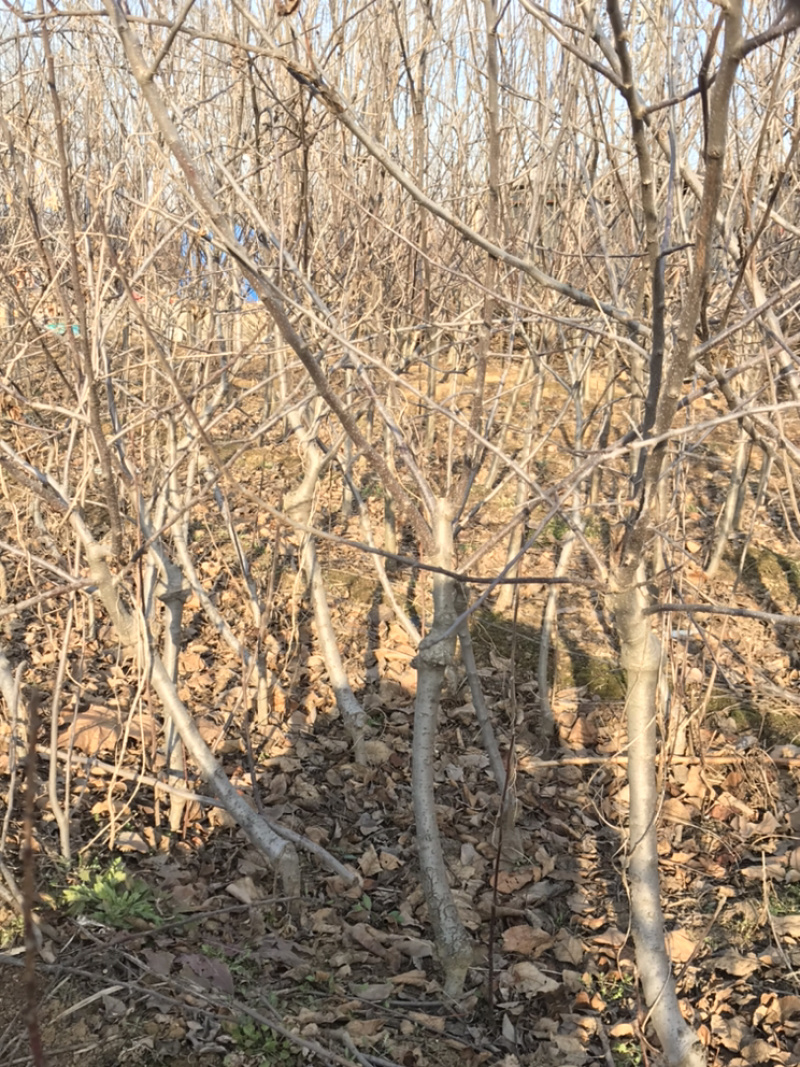 苹果树盆景高度50~80cm树形好根系发达