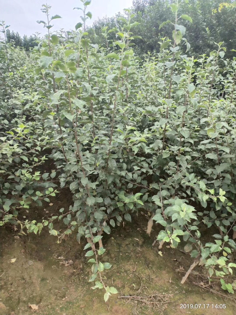 苹果树盆景高度50~80cm树形好根系发达