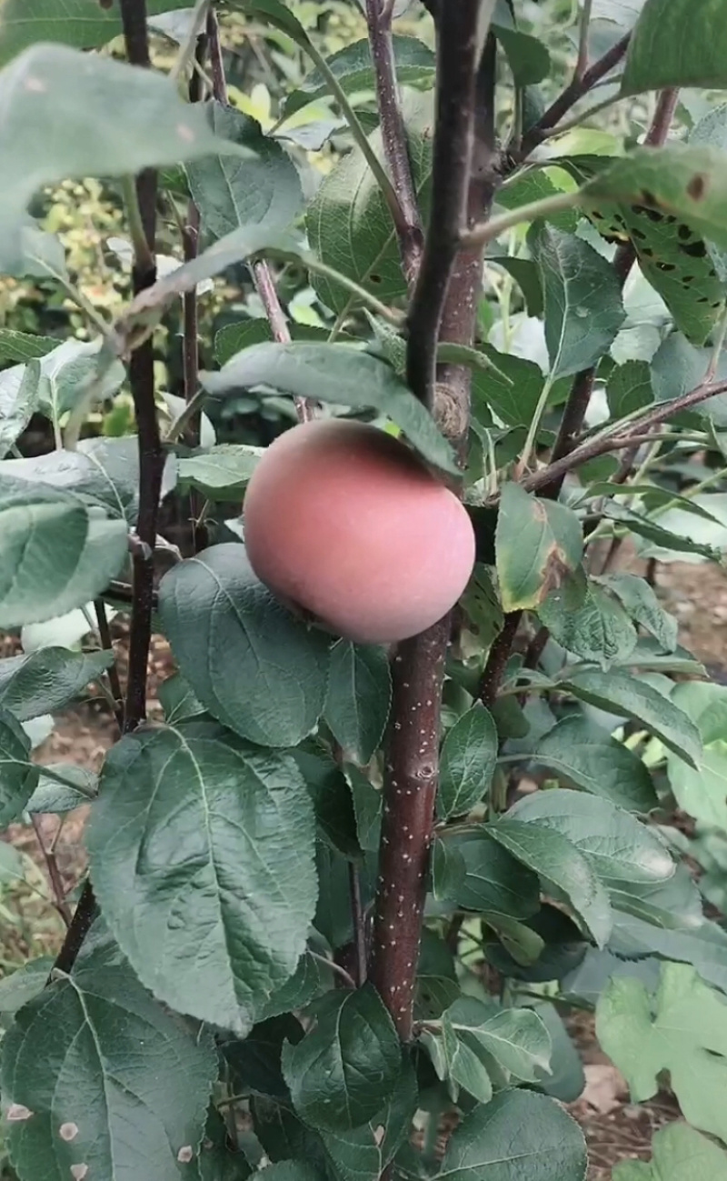 苹果树盆景高度50~80cm树形好根系发达
