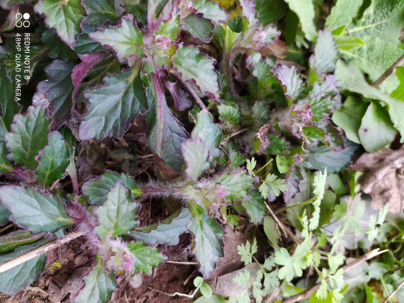 贵州毕节古夜郎野生金疮小草筋骨草