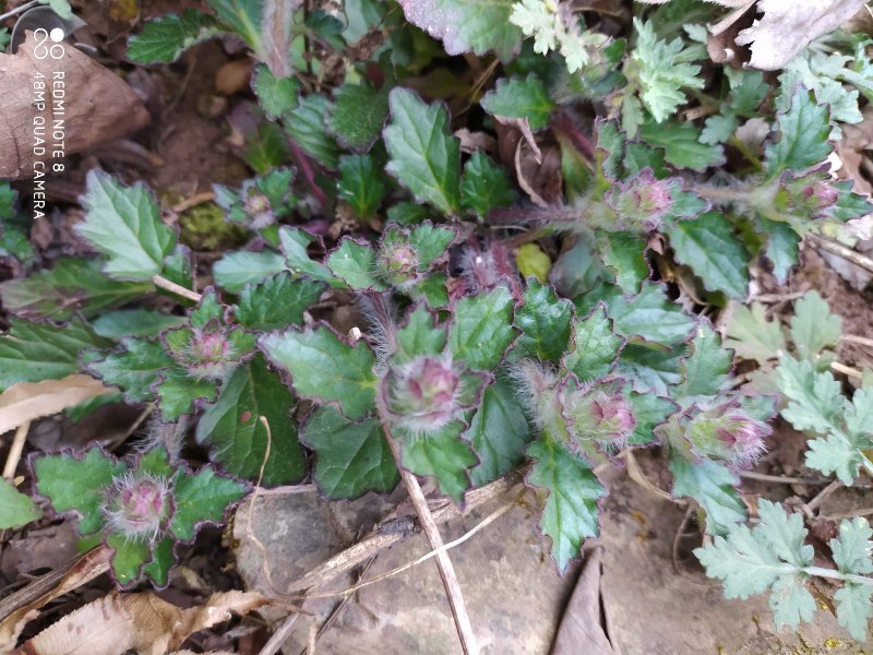 贵州毕节古夜郎野生金疮小草筋骨草