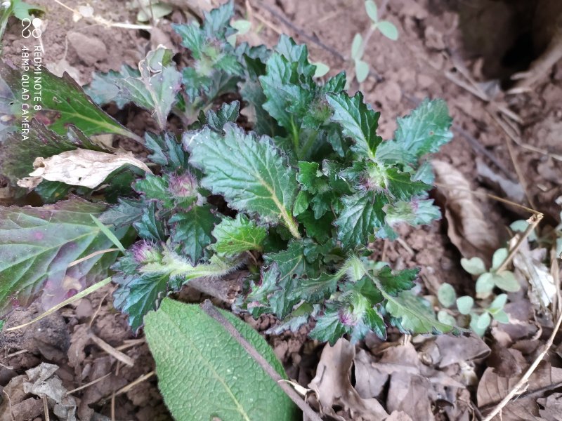 贵州毕节古夜郎野生金疮小草筋骨草