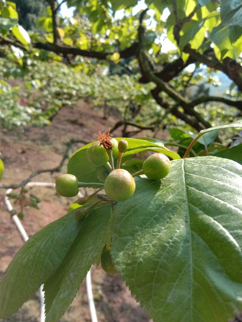 樱桃