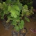 夏黑葡萄苗葡萄树苗品种纯正现挖现发产量高