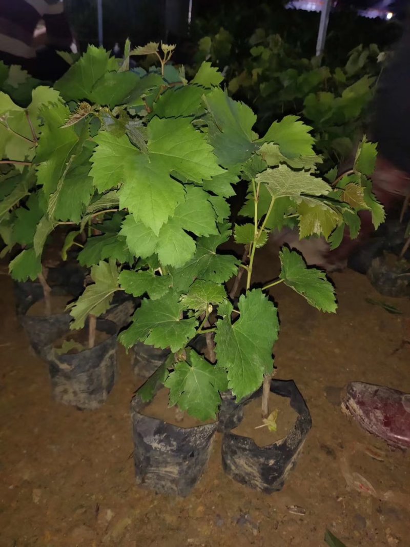 夏黑葡萄苗葡萄树苗品种纯正现挖现发产量高