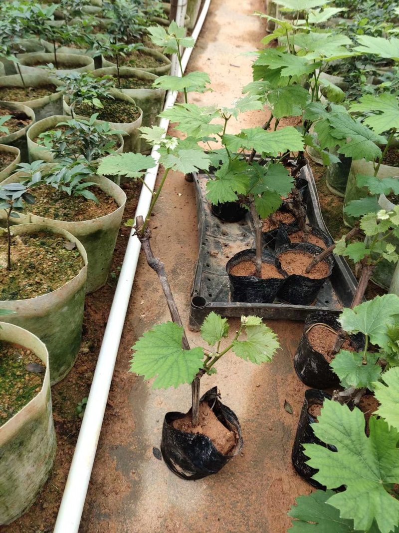 夏黑葡萄苗葡萄树苗品种纯正现挖现发产量高