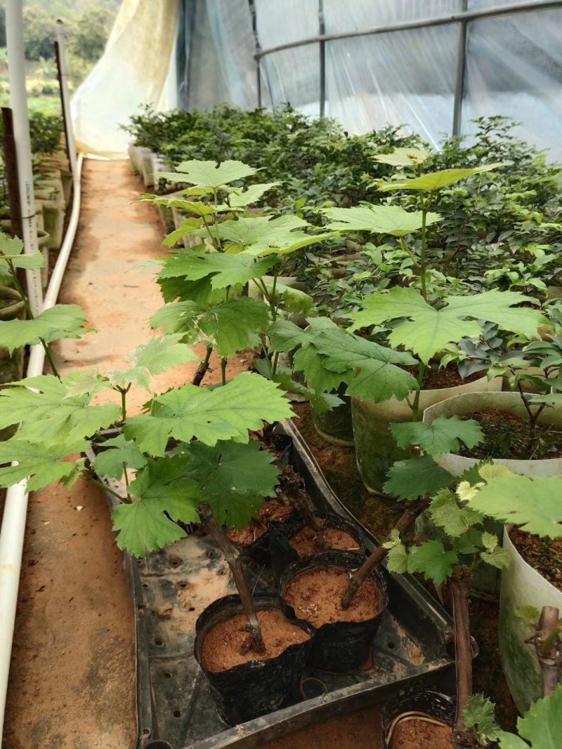 夏黑葡萄苗葡萄树苗品种纯正现挖现发产量高
