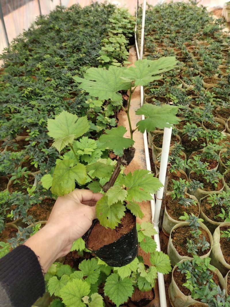 夏黑葡萄苗葡萄树苗品种纯正现挖现发产量高