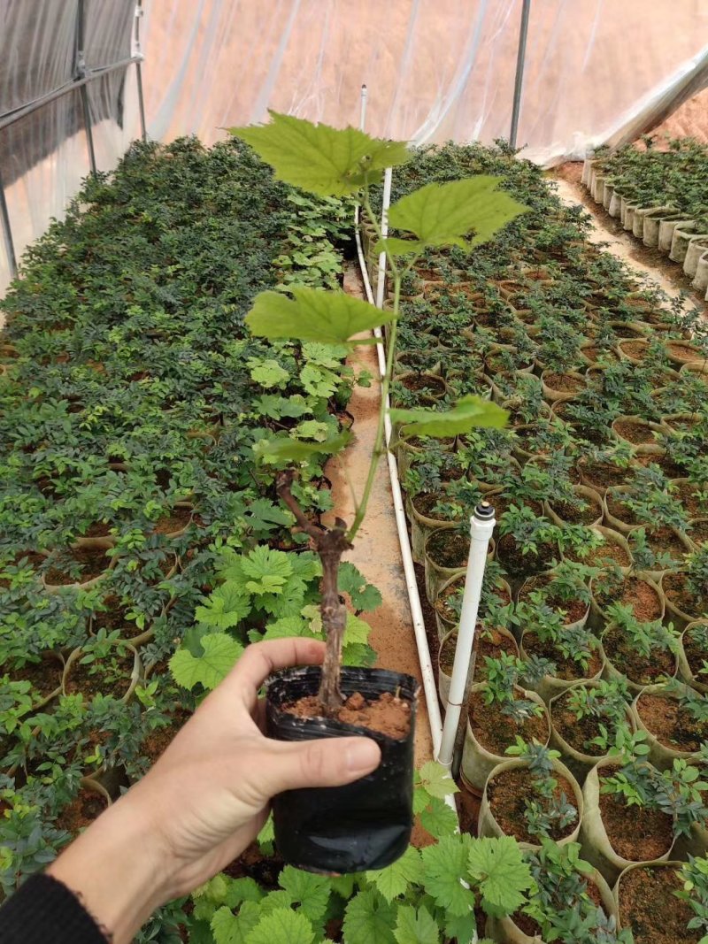 夏黑葡萄苗葡萄树苗品种纯正现挖现发产量高