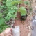 夏黑葡萄苗葡萄树苗品种纯正现挖现发产量高