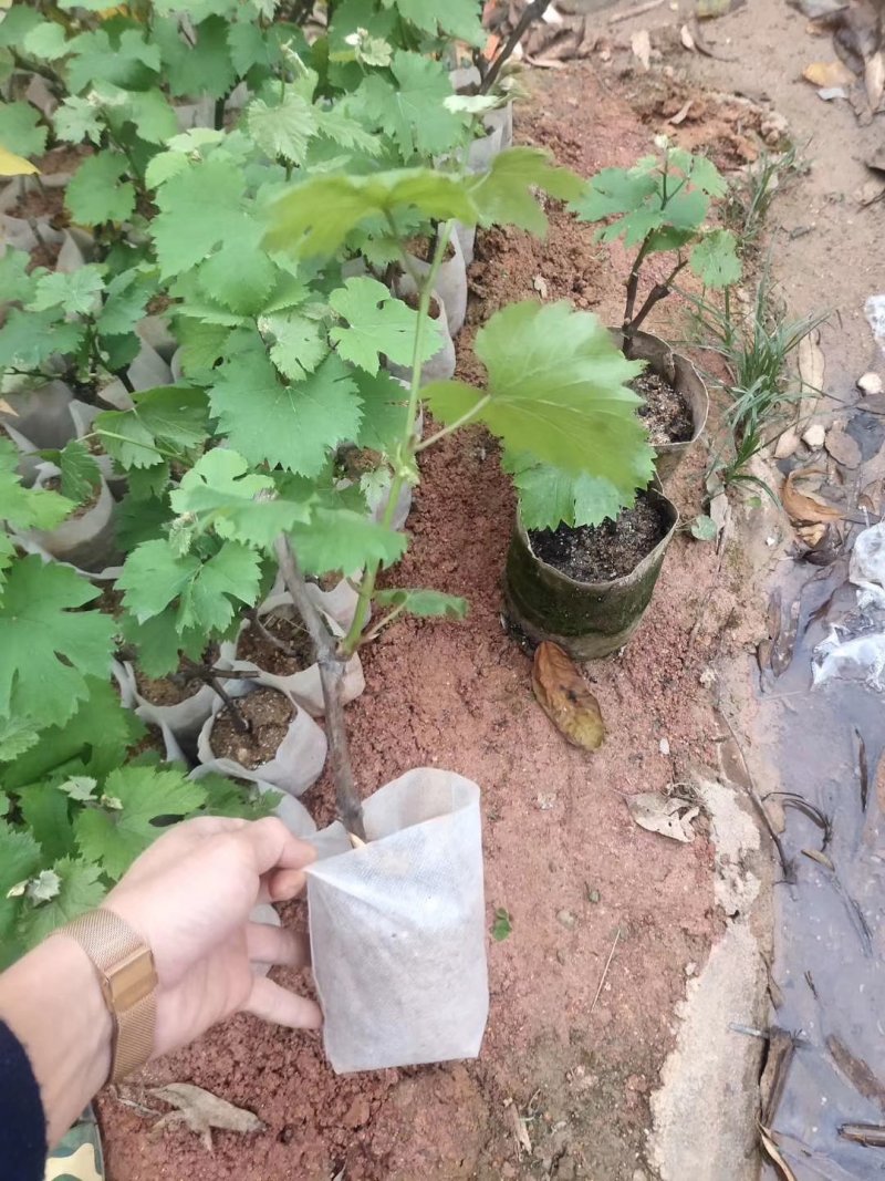 夏黑葡萄苗葡萄树苗品种纯正现挖现发产量高