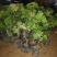 夏黑葡萄苗葡萄树苗品种纯正现挖现发产量高