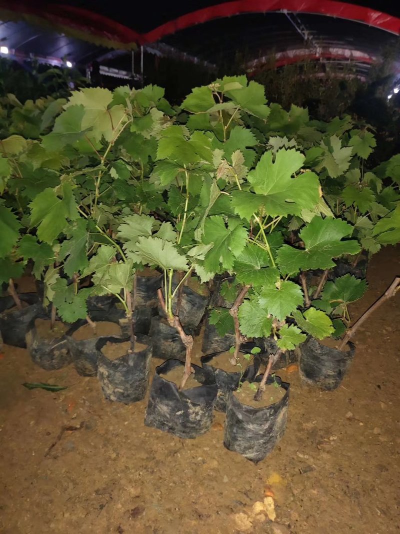 夏黑葡萄苗葡萄树苗品种纯正现挖现发产量高