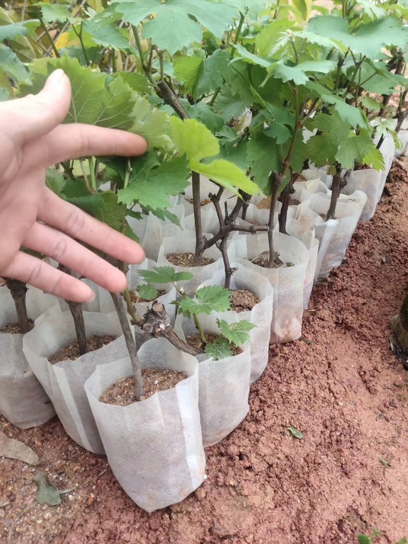 夏黑葡萄苗葡萄树苗品种纯正现挖现发产量高