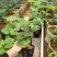 夏黑葡萄苗葡萄树苗品种纯正现挖现发产量高