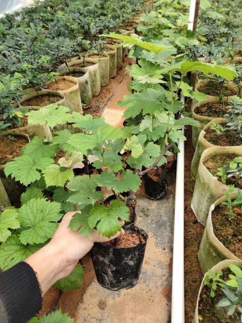 夏黑葡萄苗葡萄树苗品种纯正现挖现发产量高
