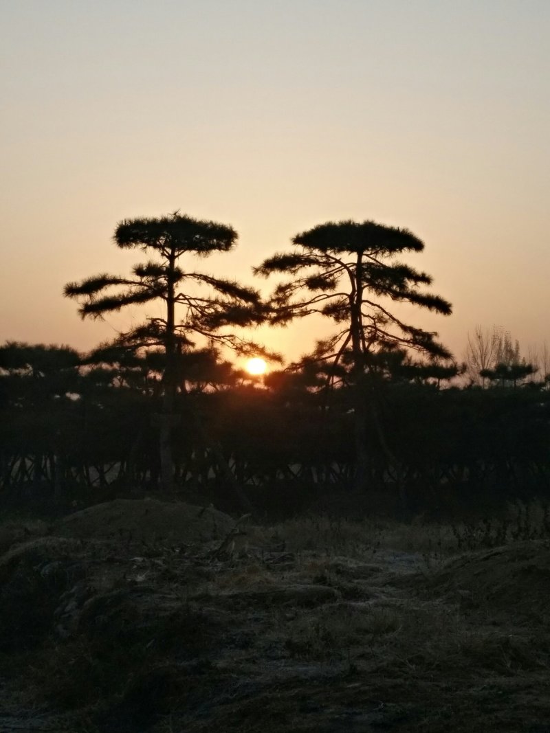 精品造型油松