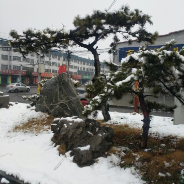 精品造型油松