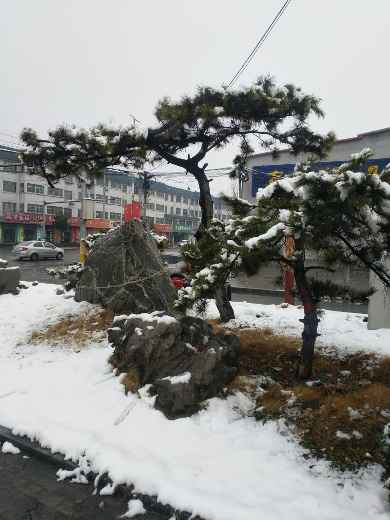 精品造型油松